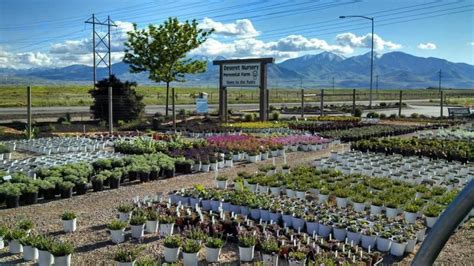Deseret Nursery Perennial Farm .